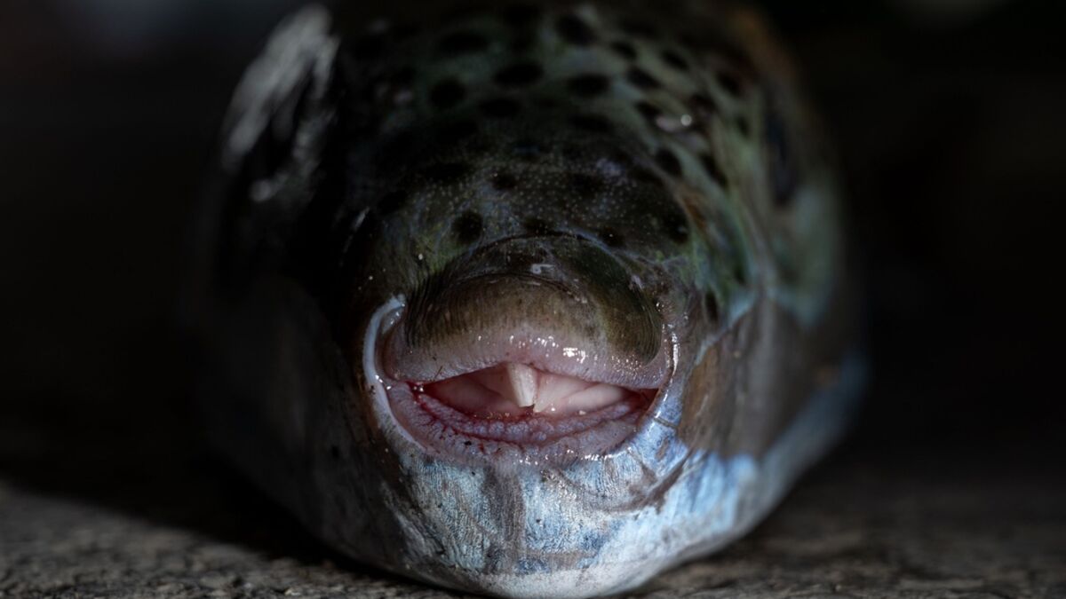 Silver-cheeked pufferfish scares tourists -