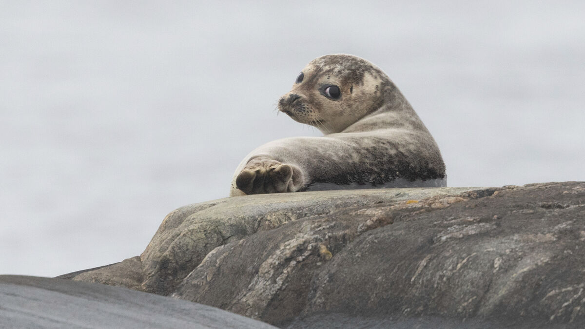 Expanded seal hunting causes outrage - The seal is not the problem