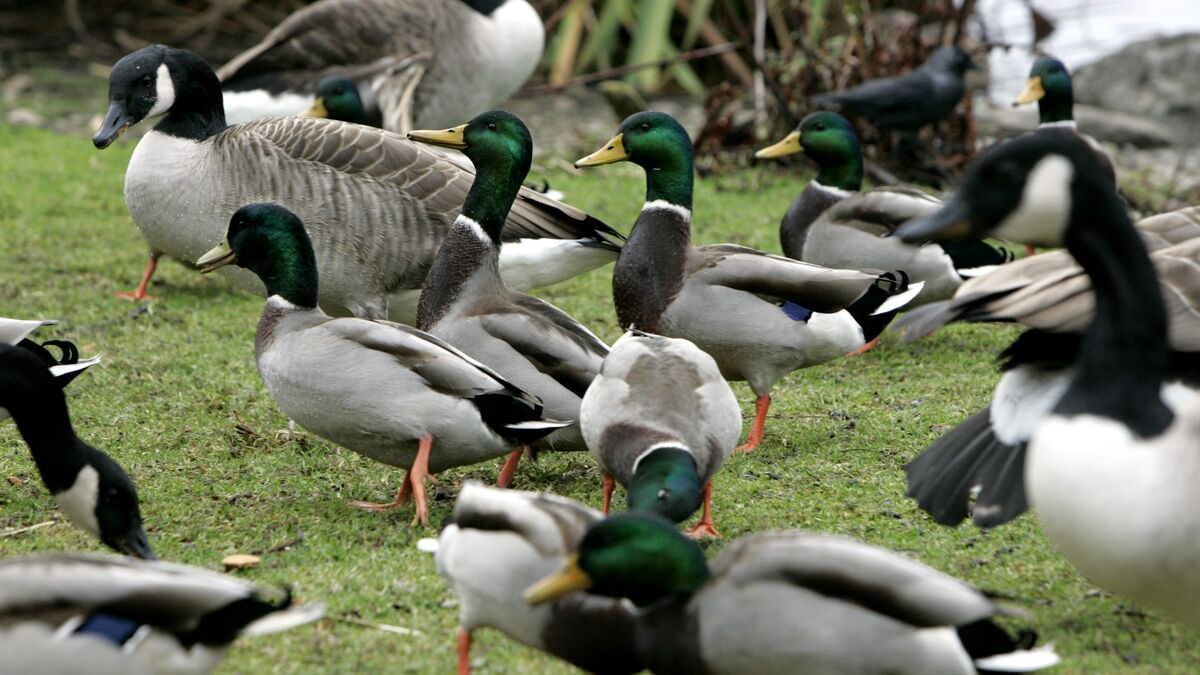 Bird flu confirmed at northwestern