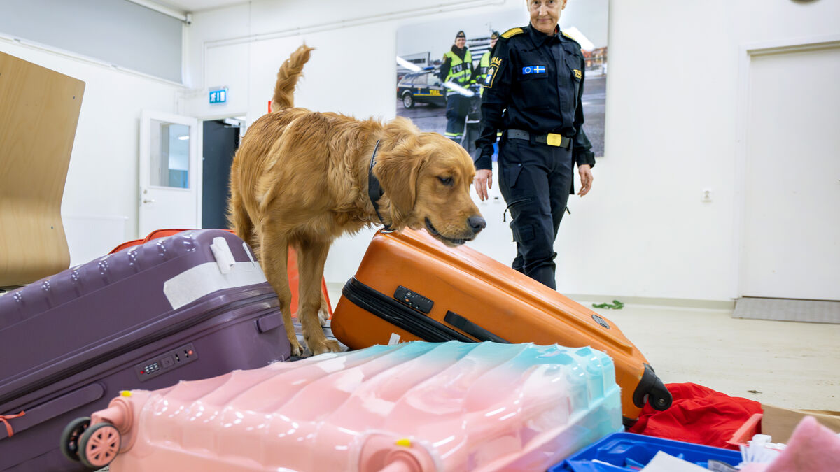 Swedish Customs seeks the ideal sniffer dog: Energetic, calm and hardworking