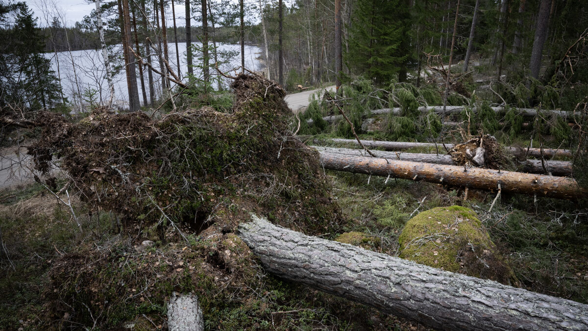 Swedish Forest Agency steps up storm protection with AI and spruce bark beetle monitoring