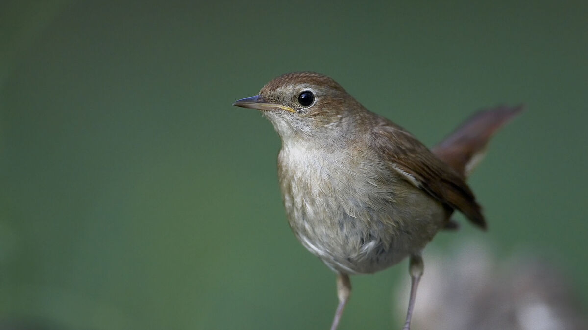 How the nightingale crosses the
