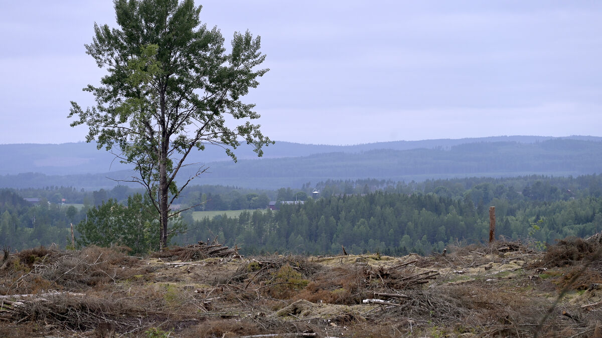 Forests do not solve climate