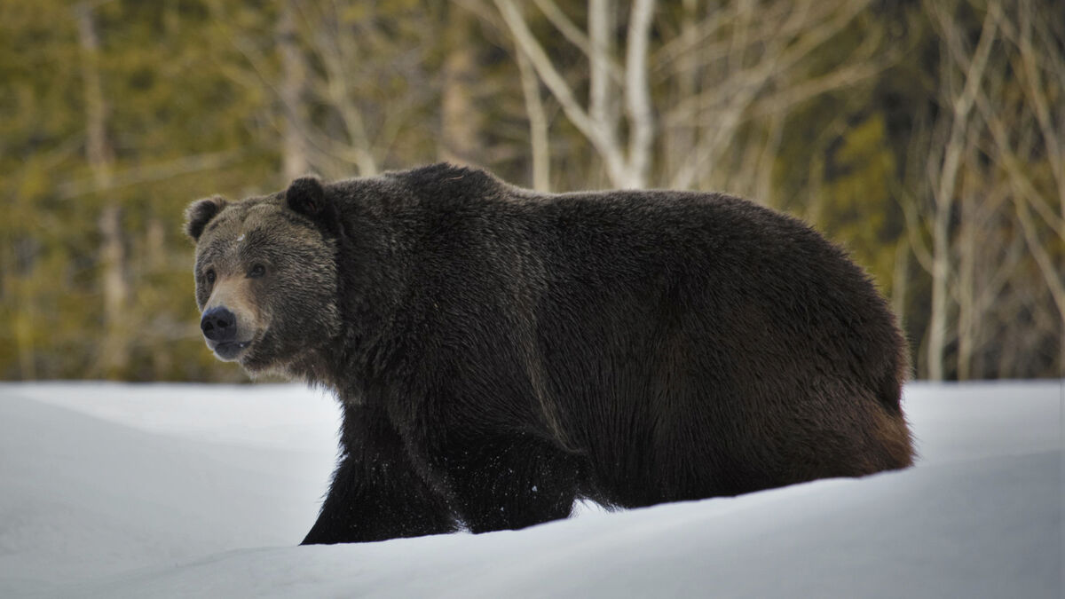 Grizzly bear attacked – school
