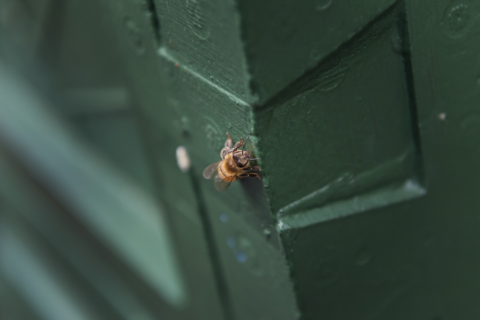 250 Million Bees Released After