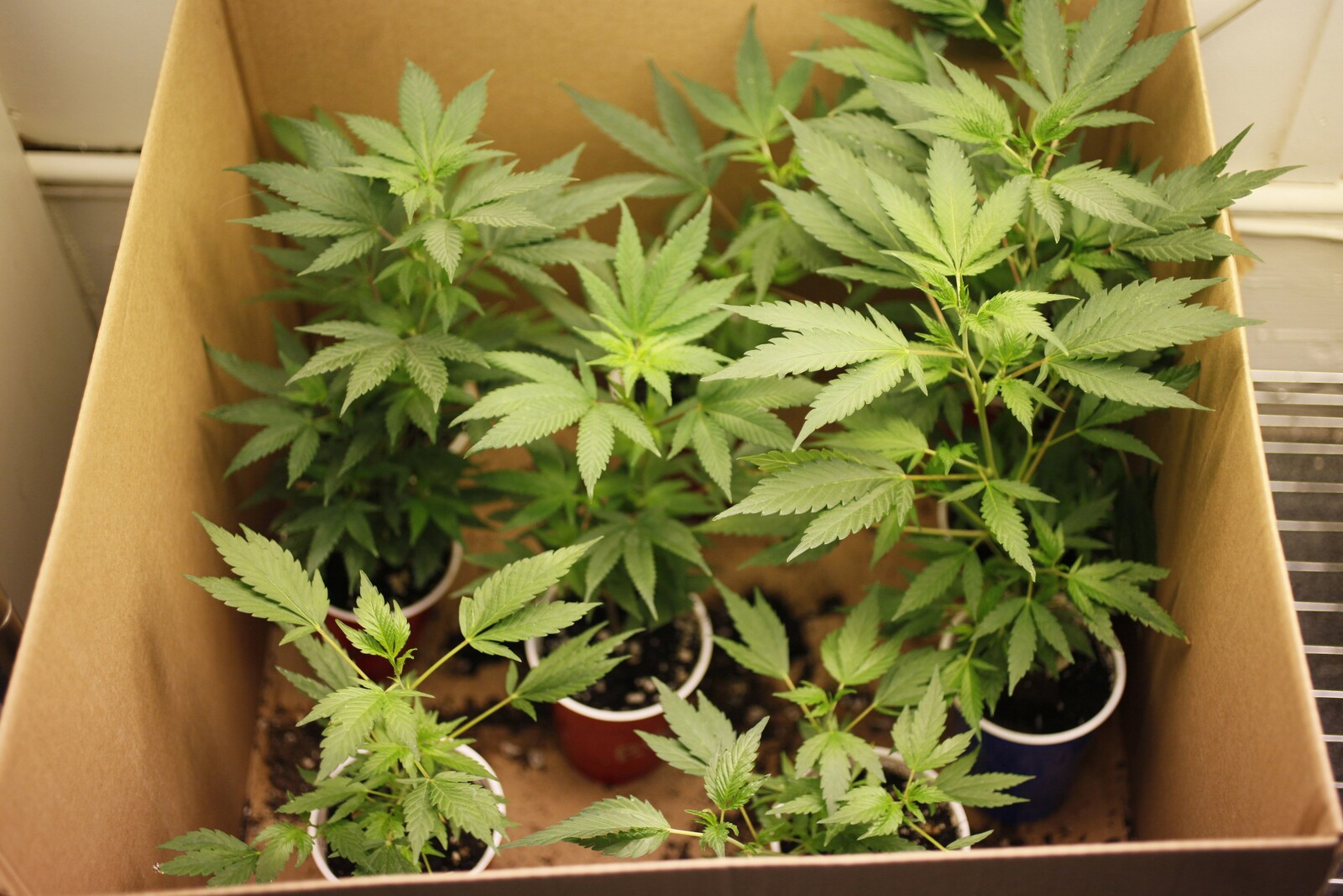The Police Tracked Down Cannabis Cultivation
