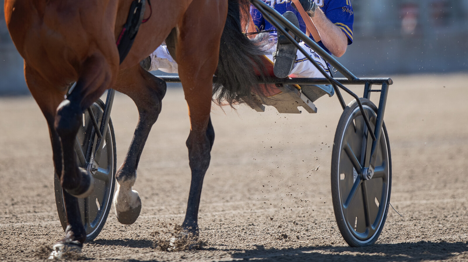 Top Trotting Trainer Sébastien Guarato