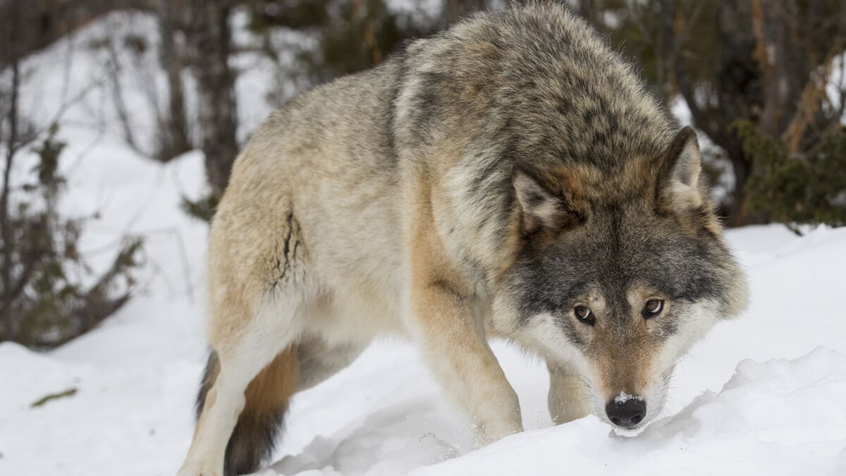 County administrative boards receive three-year decision-making power on wolf hunting
