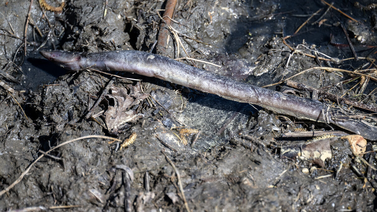 Dead eels after sewage discharge