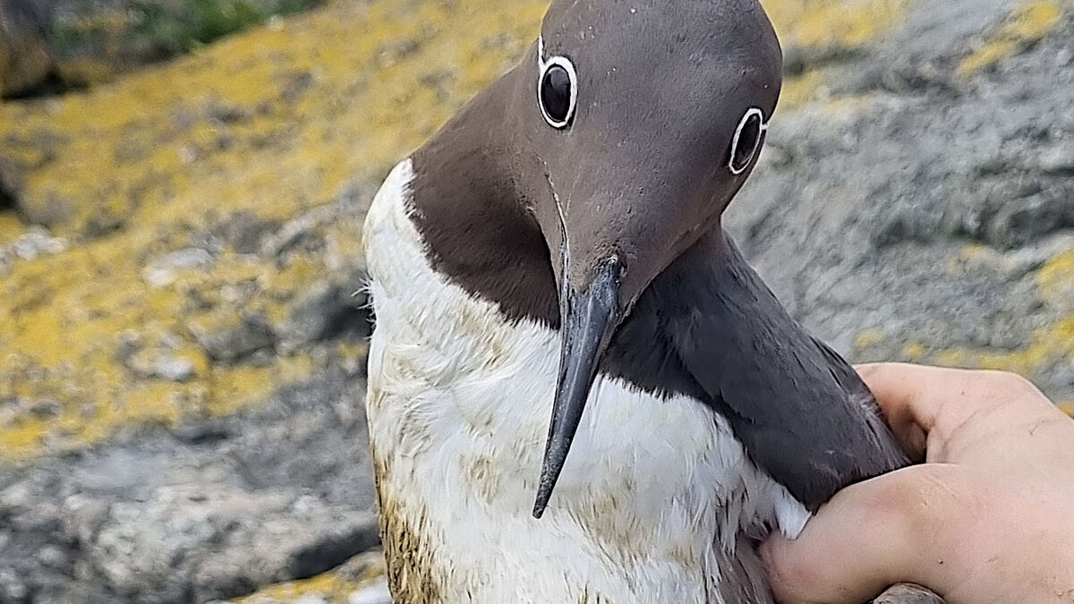 Sweden’s oldest guillemot found alive and well