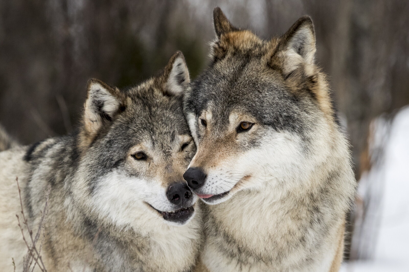 Expensive and complicated with a reduced wolf population