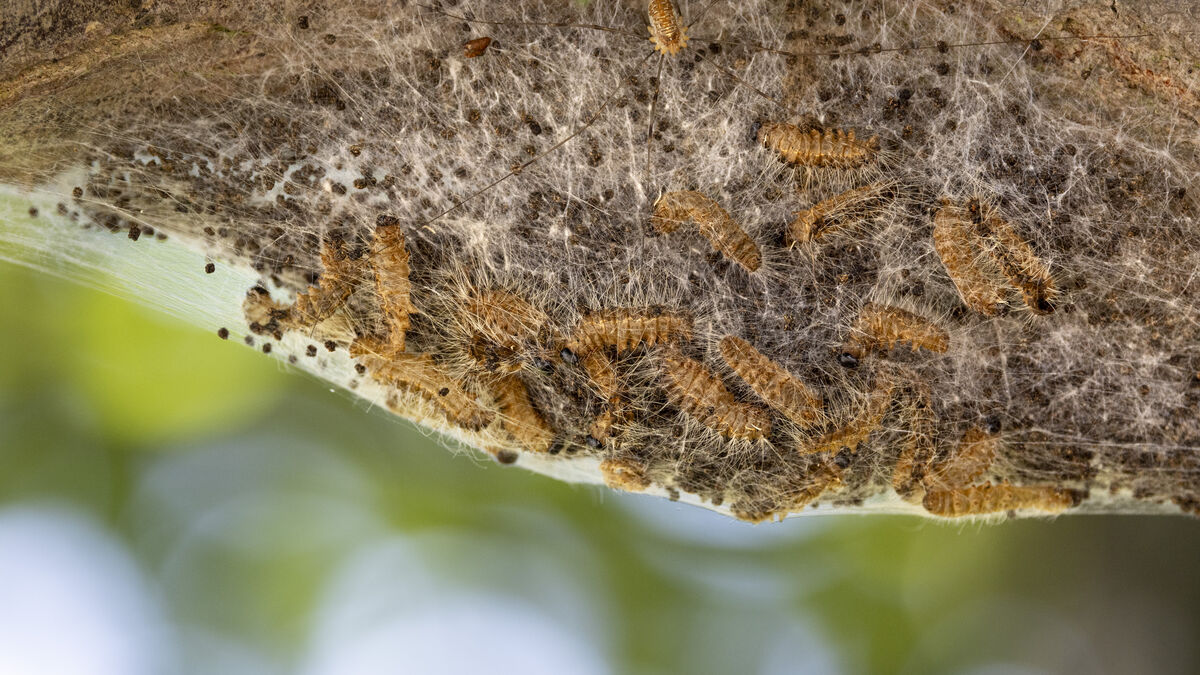 Copenhagen removes 368 oak processionary moth nests from Amager, with 28 still left