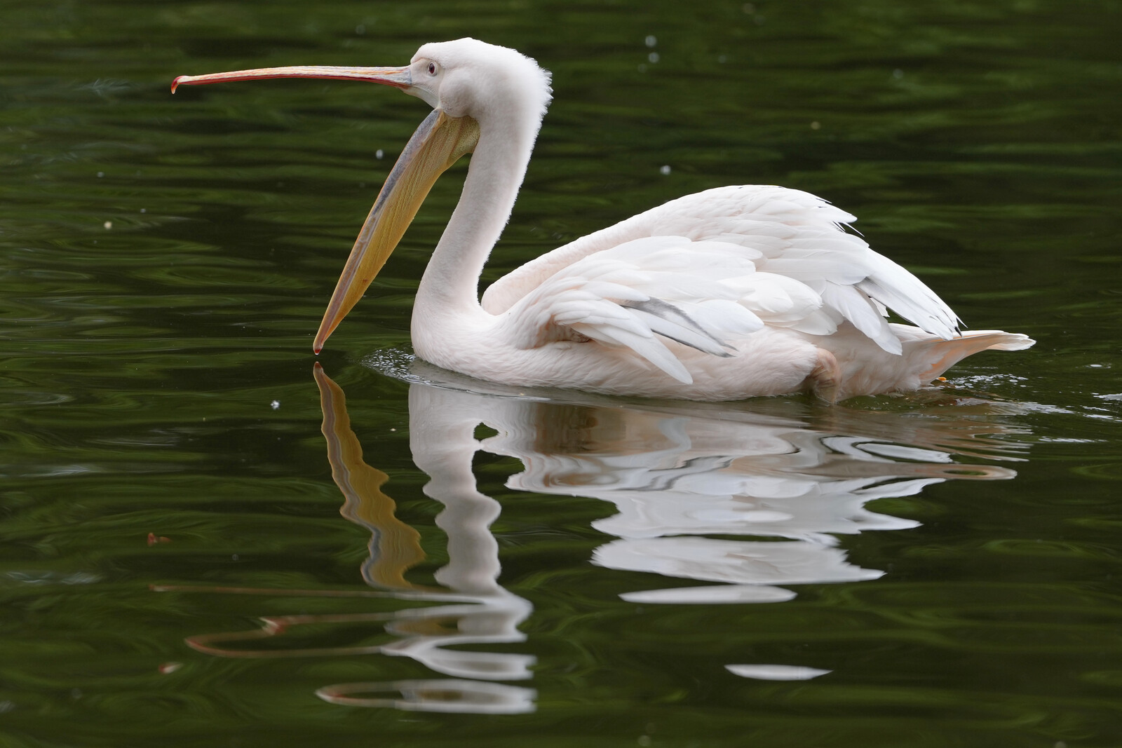 Pelicans Escape Odense Zoo Aviary; One Recaptured, One Still Loose