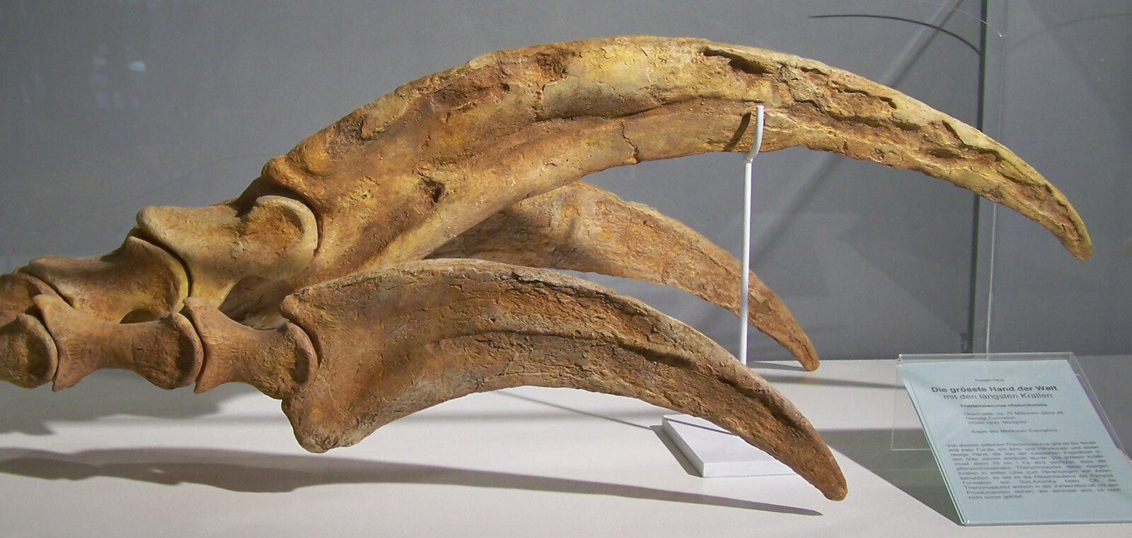 Giant Claw Discovery Reveals New
