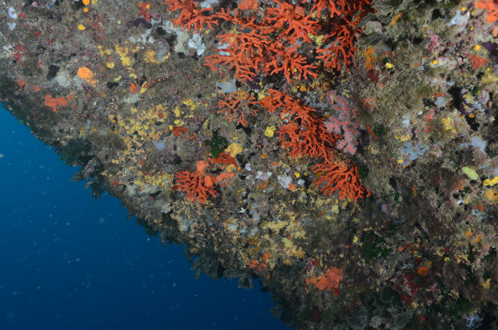 Planted stolen corals: "Impressive"