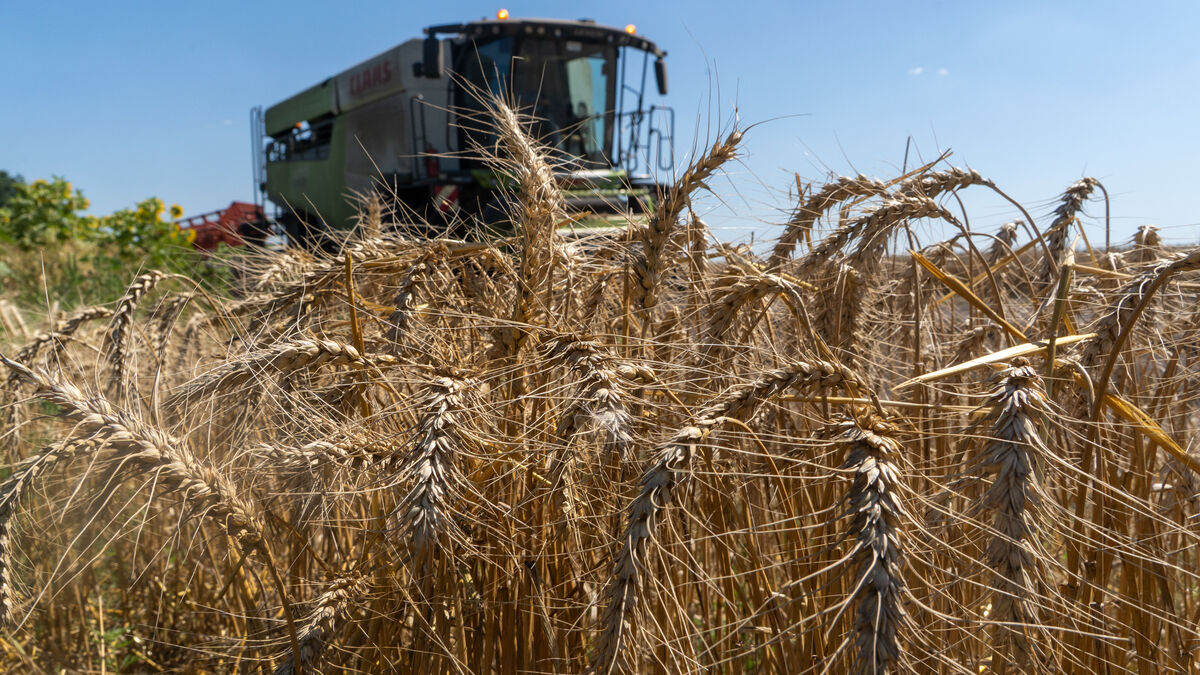 Wheat Prices Hit Lowest Level