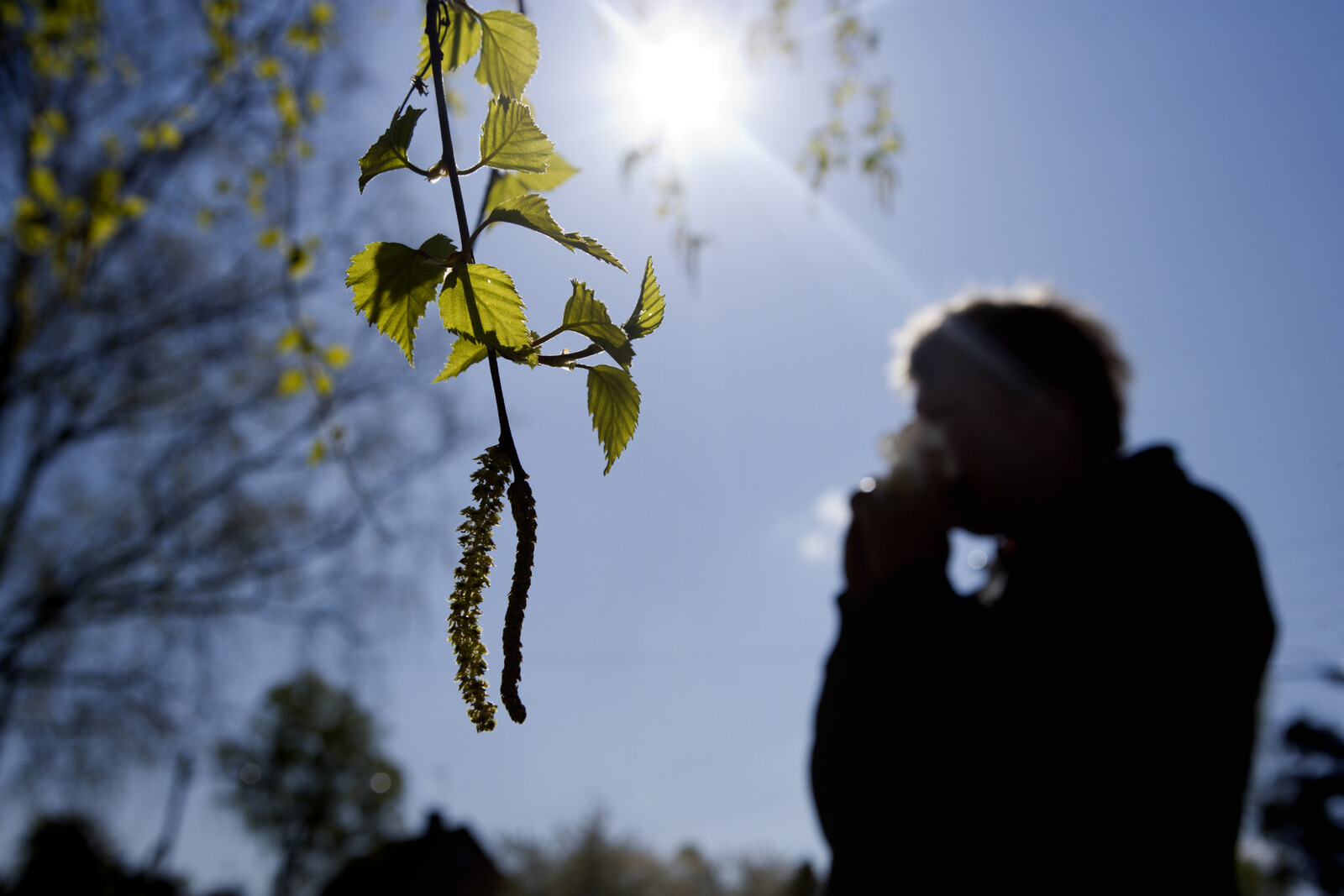 Extreme Pollen Levels Impact Finland During Spring Birch Season