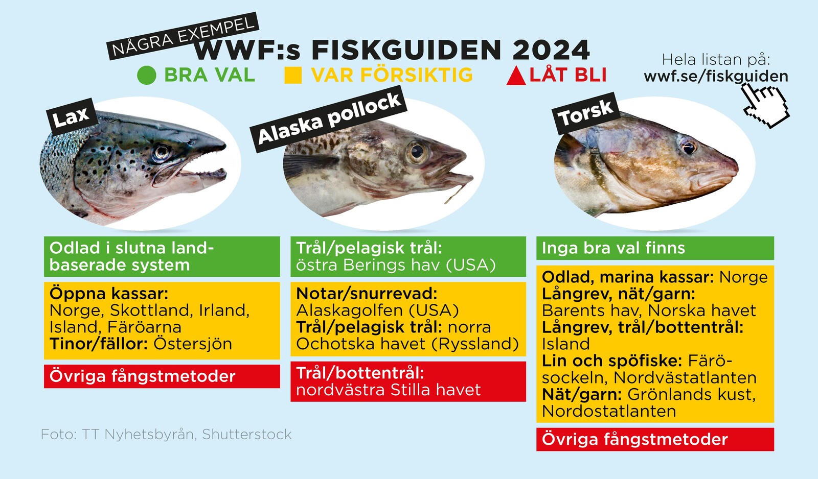 Fish You Can Eat with