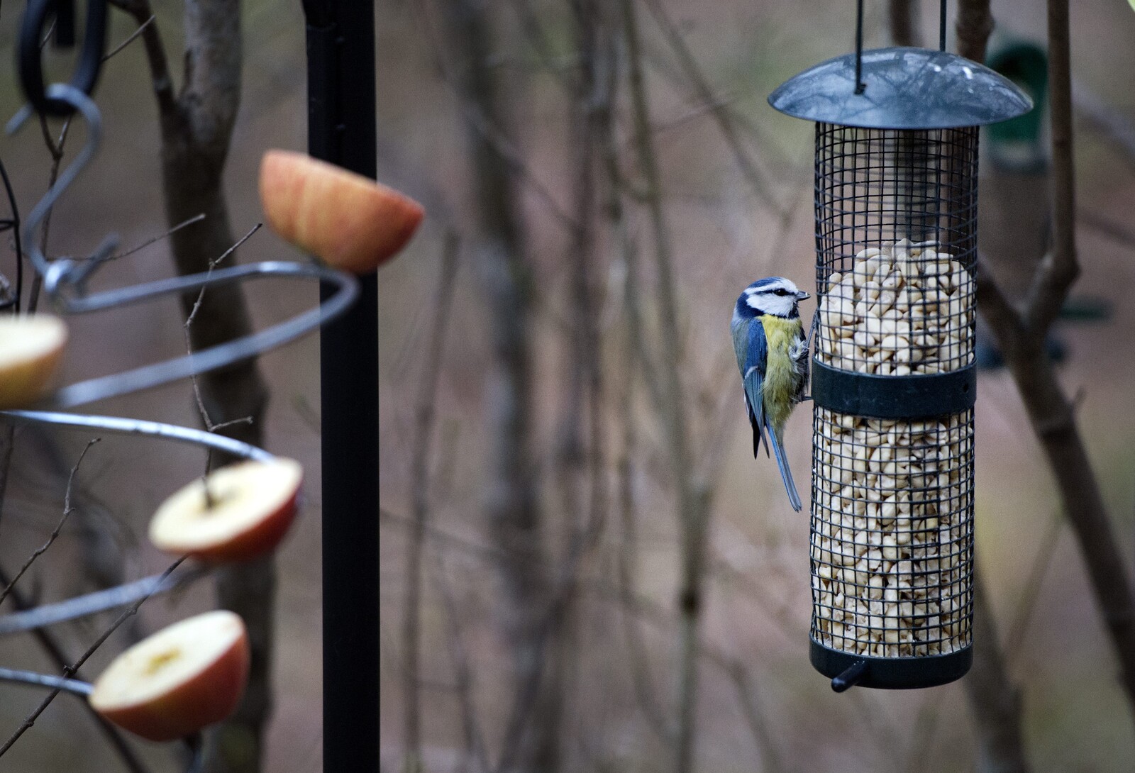 Serve the best Christmas food to small birds