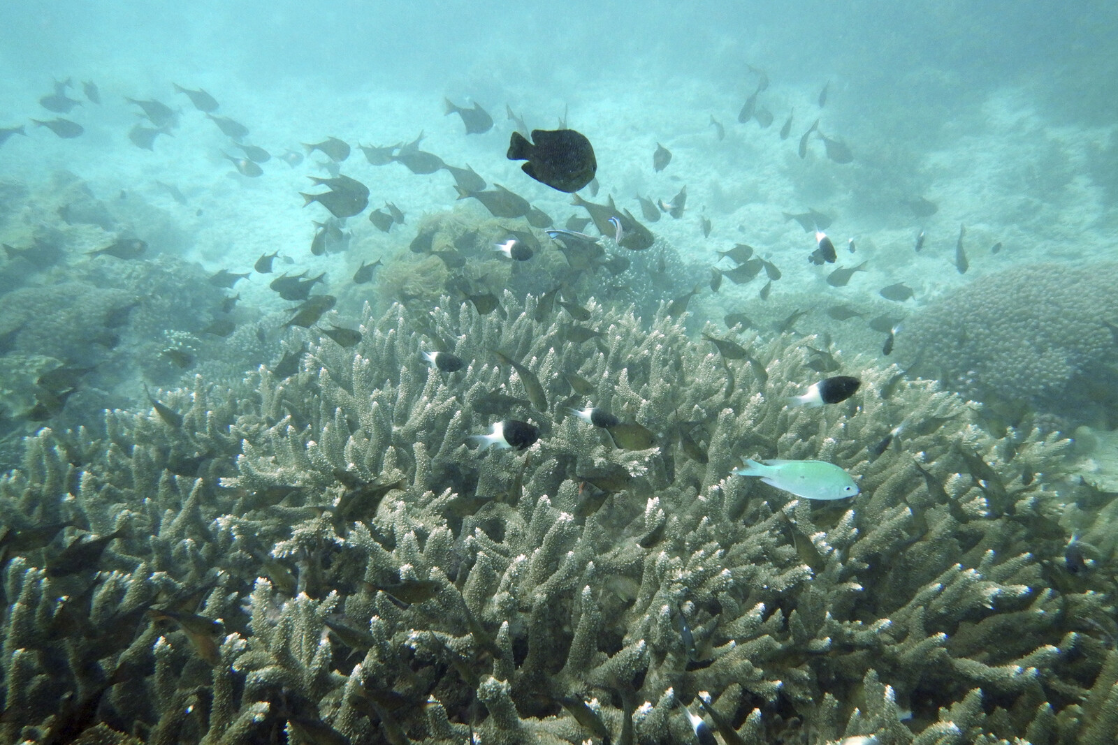 Ocean Acidification Exceeds Safe Limits, Threatening Marine Life
