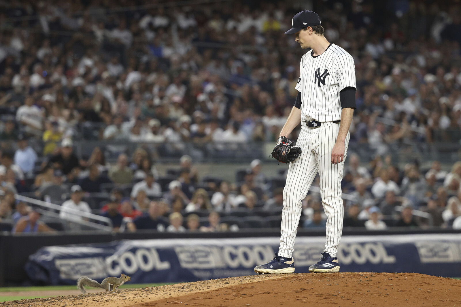 Squirrel at Yankee Stadium Gets Its Own Baseball Card