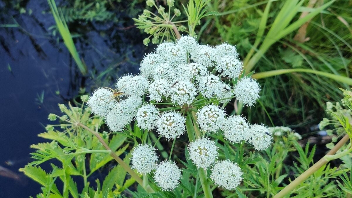 Here are the poisonous plants in Sweden to watch out for