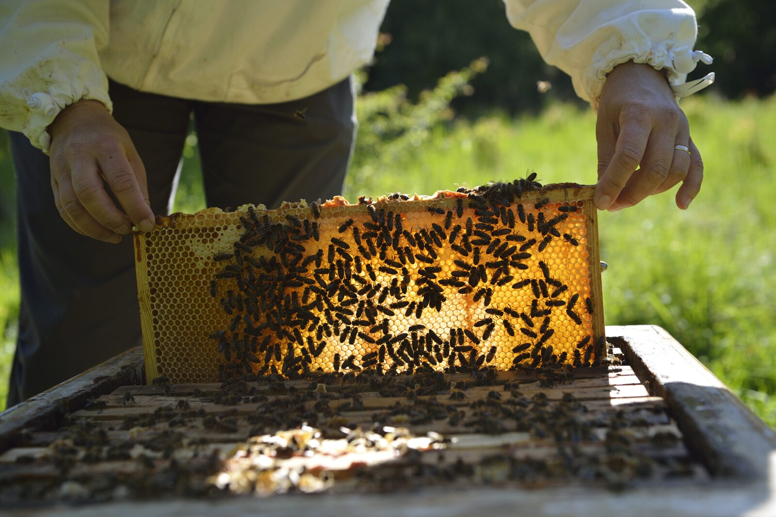 Imported Honey in Sweden Found Mostly Fake in DNA Test