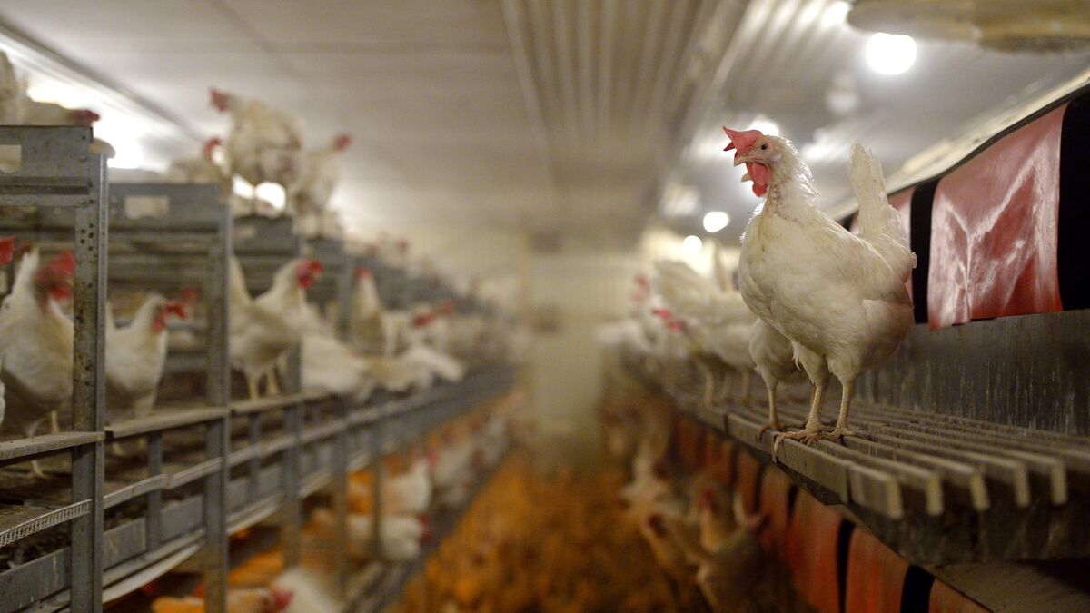 Man charged with aggravated animal cruelty after neglecting thousands of chickens in northern Kalmar County