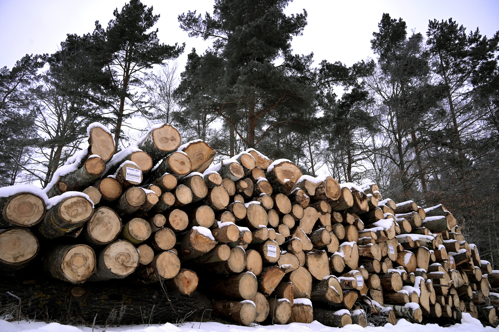 Basic Industry Warns of Potential Layoffs Amid Weak Recovery Signs