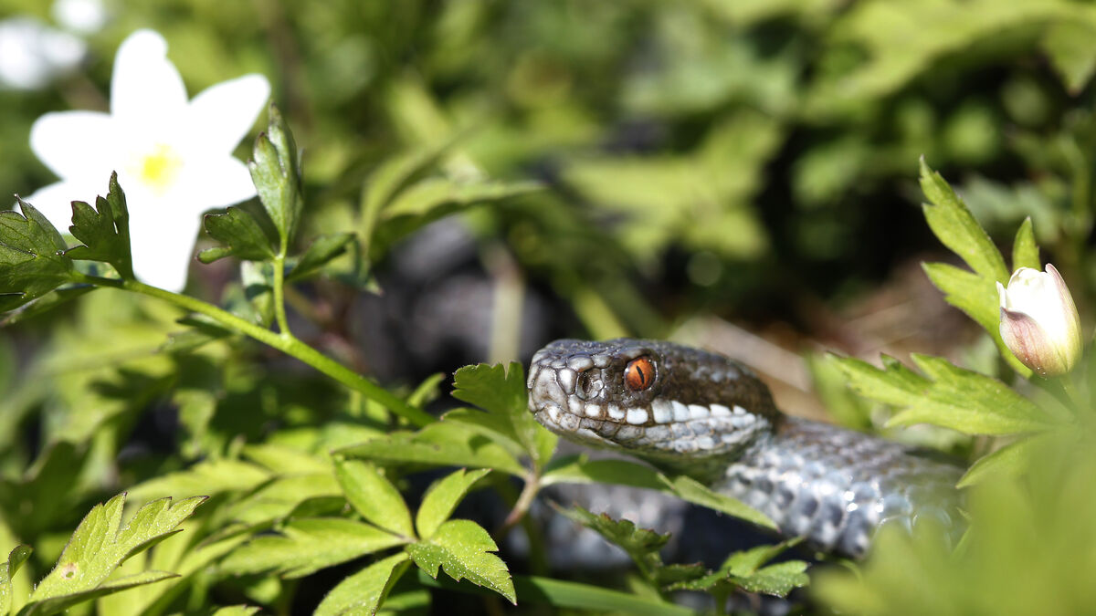 How to protect your dog from viper bites this spring