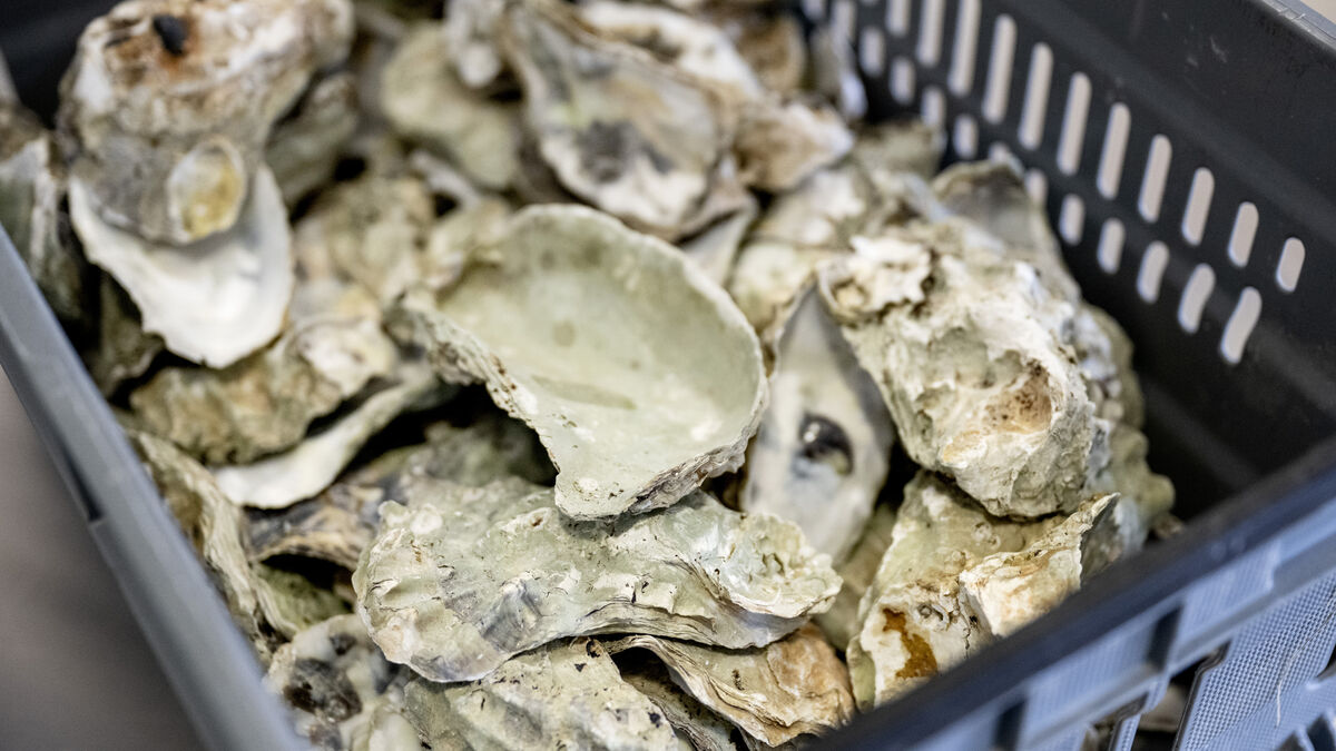 Oyster parasite in Sweden - authority appeals: Do not move oysters in Bohuslän