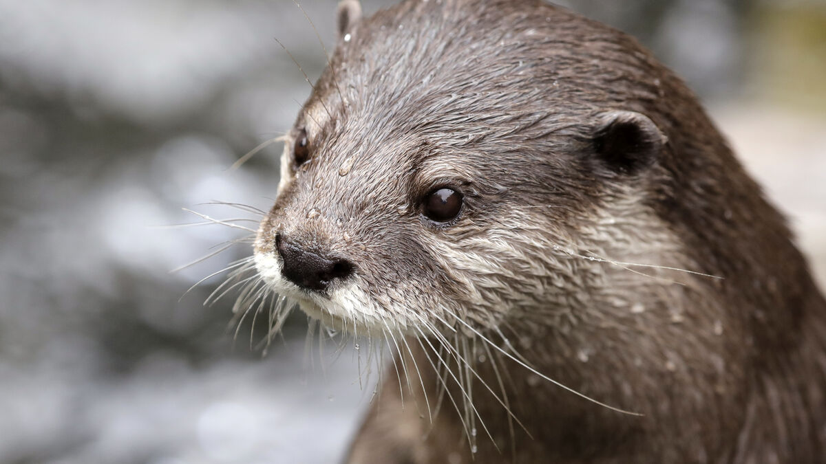 Northern otters get their own road passages