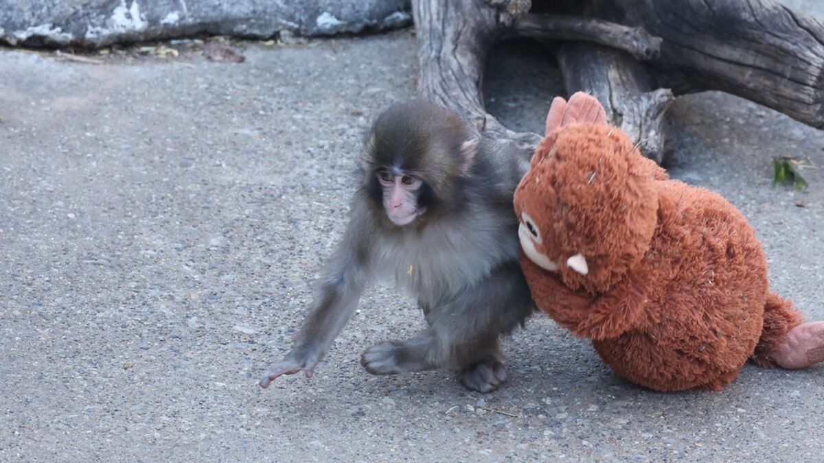 Abandoned by his mother, baby macaque at Japanese zoo becomes a viral success