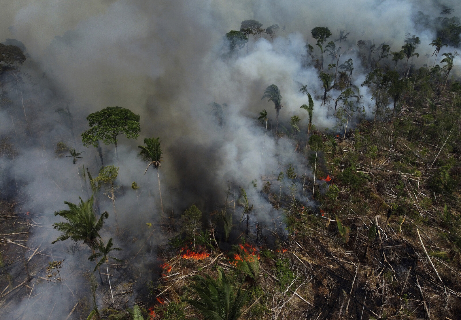 Rainforest Loss Reached Record Highs