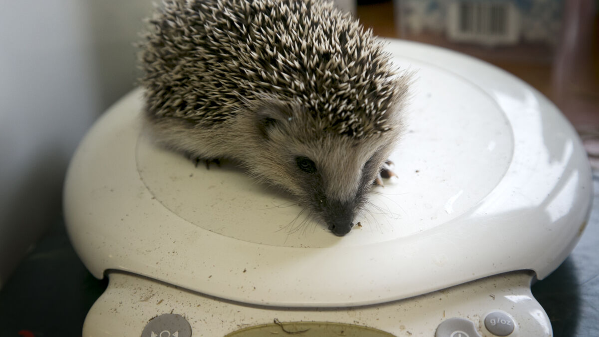 Hedgehogs to get protected status as Sweden shortens nature protection list