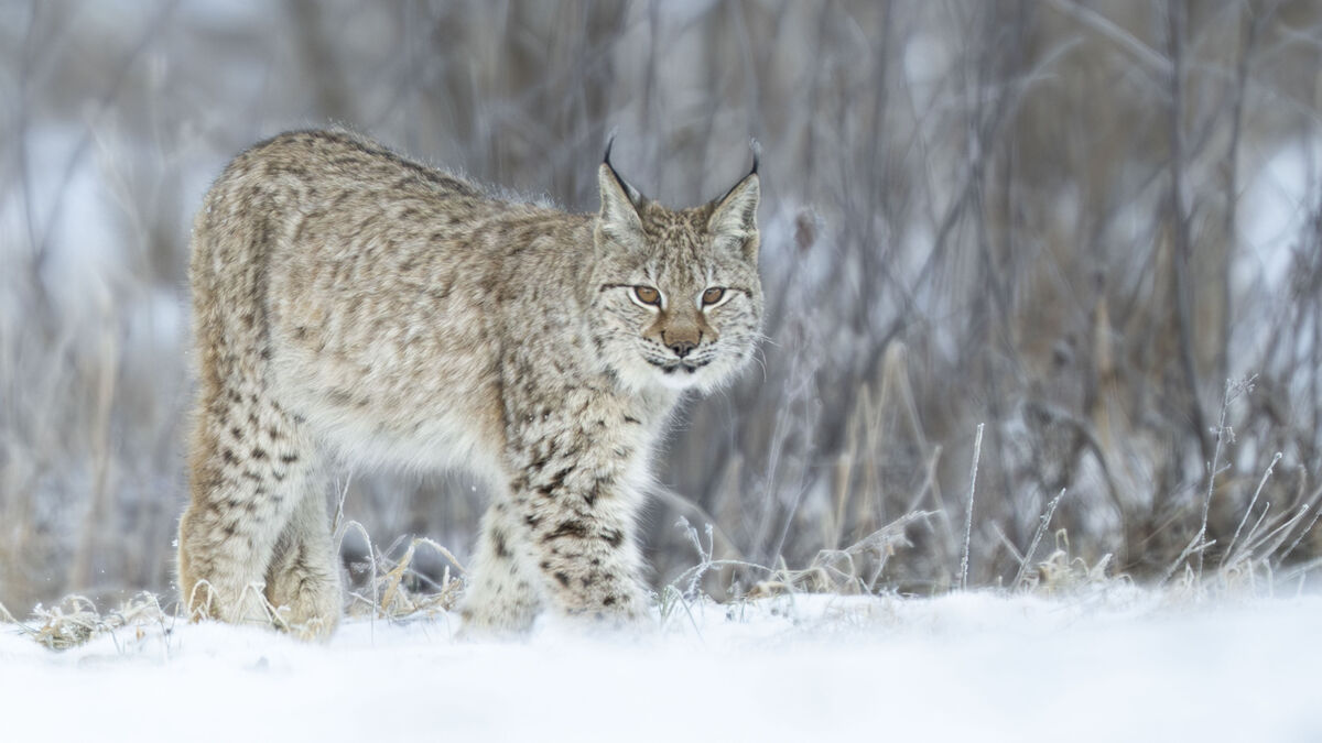 Lynx can be hunted in