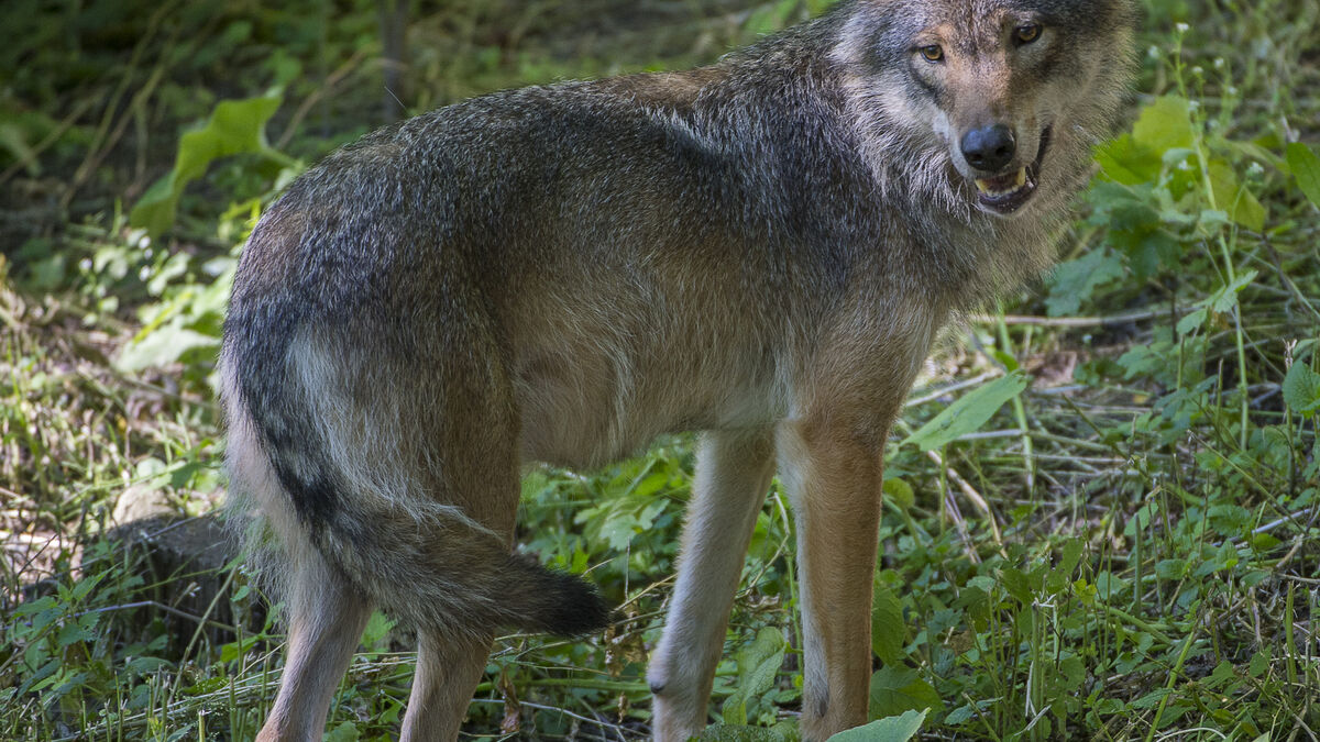Protective hunting authorized in Svenljunga after several wolf attacks