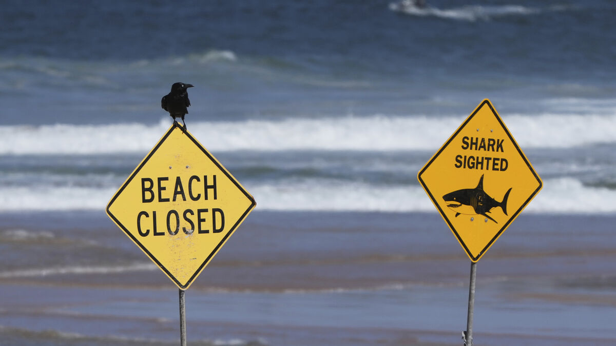 Boy seriously injured in shark