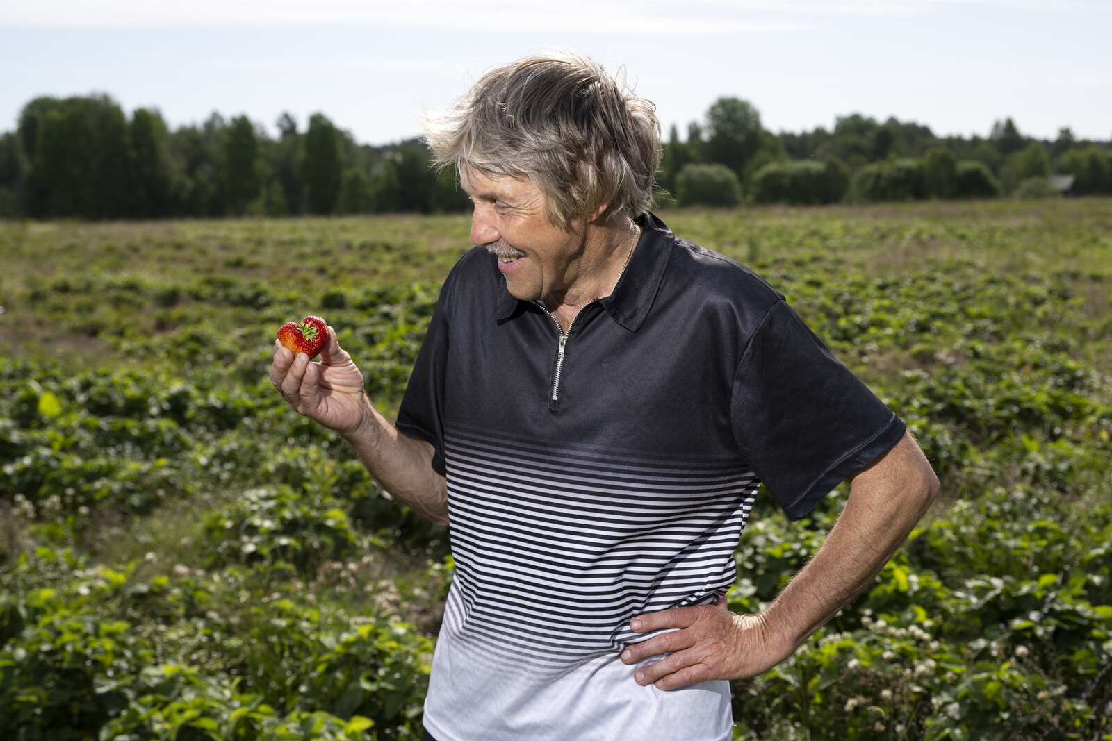 Strawberries: From Elite Treat to Swedish Summer Staple