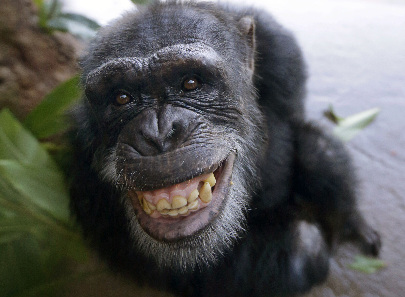 Chimpanzees Yawn in Response to Robot, Study Finds