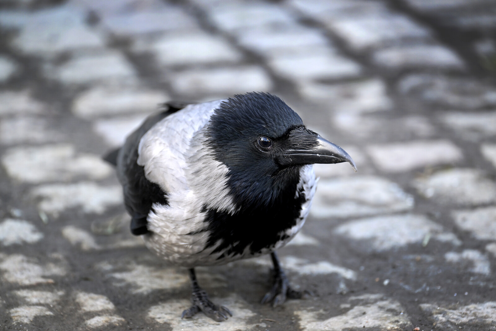 Train Delays After Crow Collision