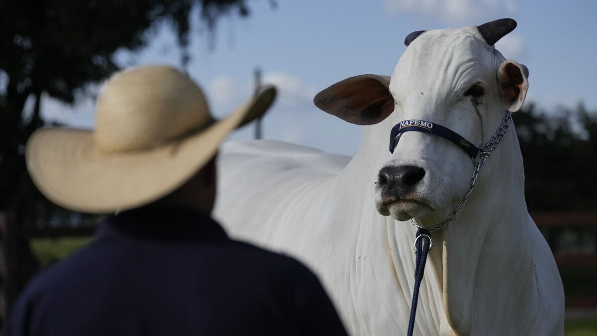 Brazil expresses deep concern over EU meat import ban