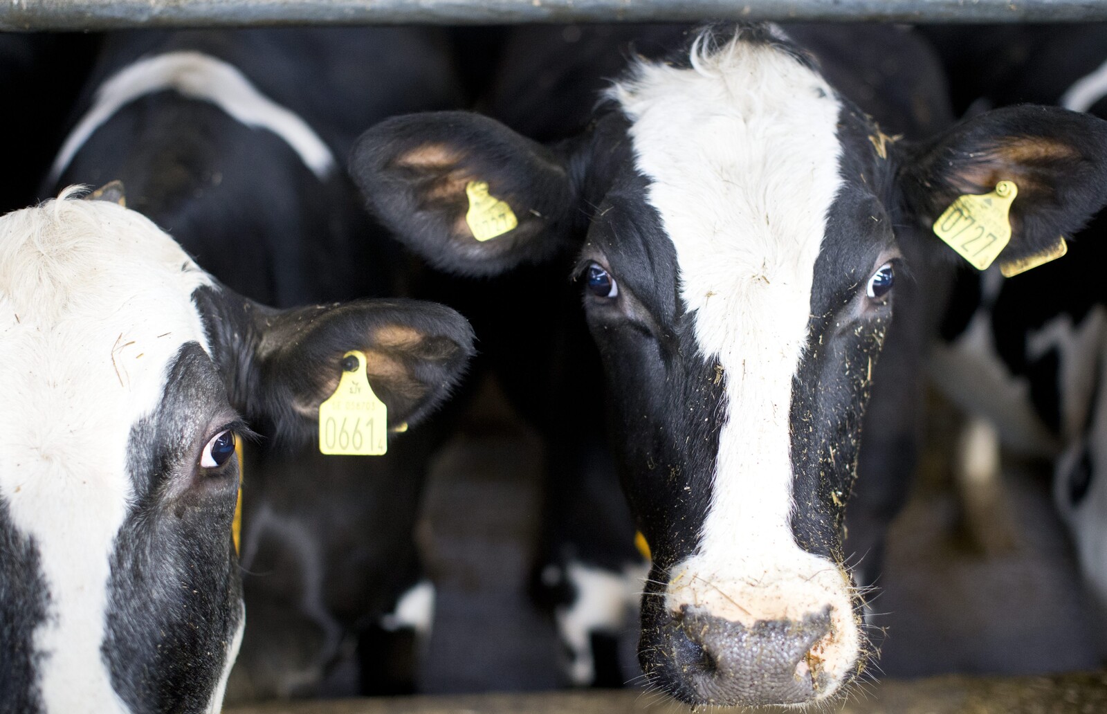Rising Dairy Prices Boost Swedish