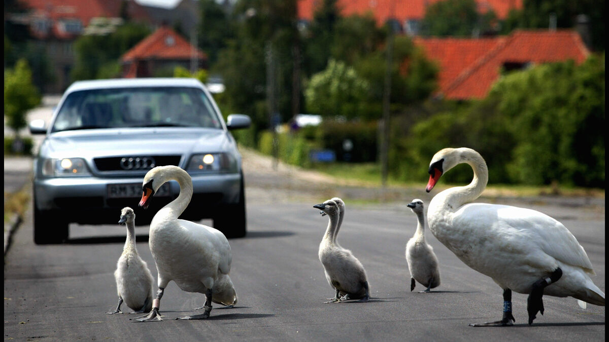 Swan family blocks traffic on E4 near Trosaån