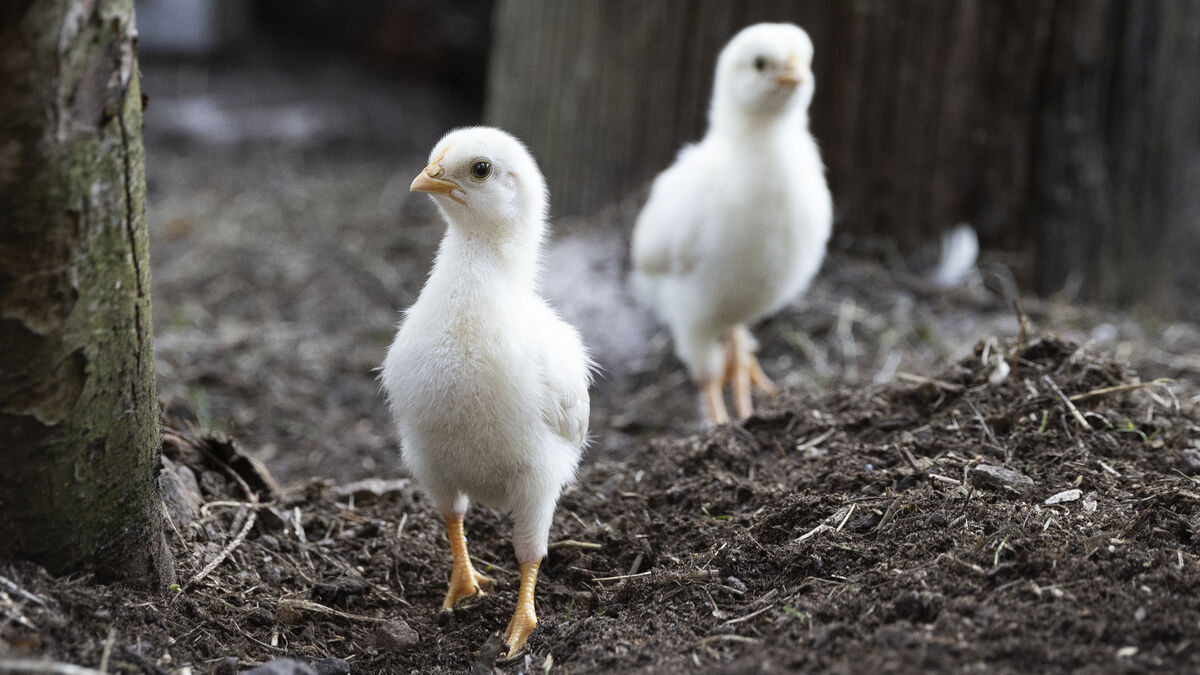 Bird deaths in Europe heat wave prompt Swedish breeders to prepare