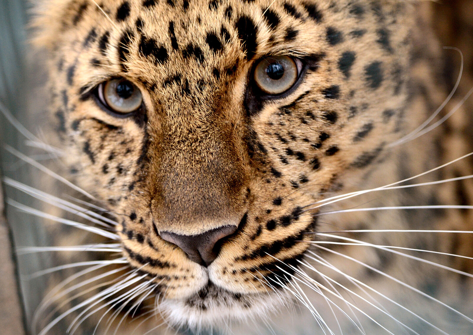 Leopard Escapes Enclosure, Kills Employee