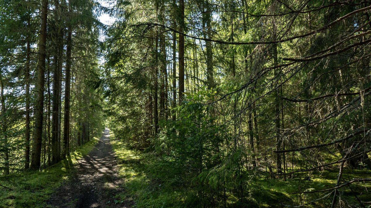 Forest property sales slow as energy prices and geopolitical concerns weigh on market