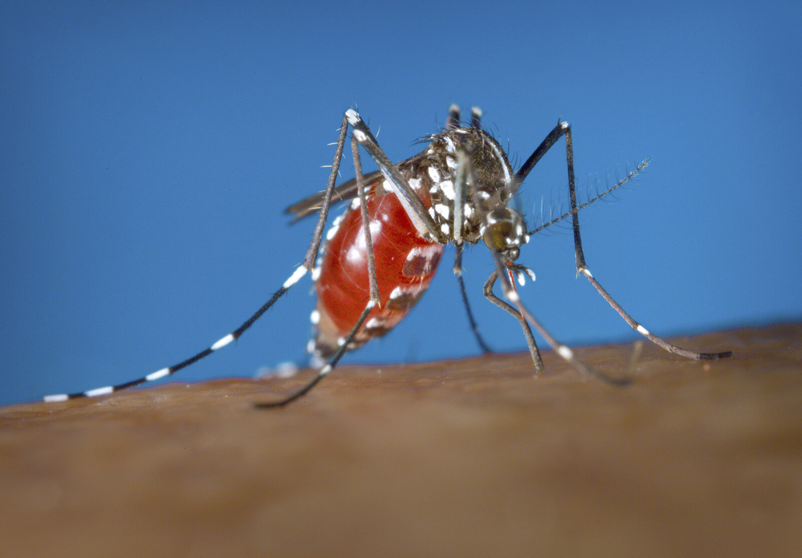 Mosquito-Borne Diseases Surge in European