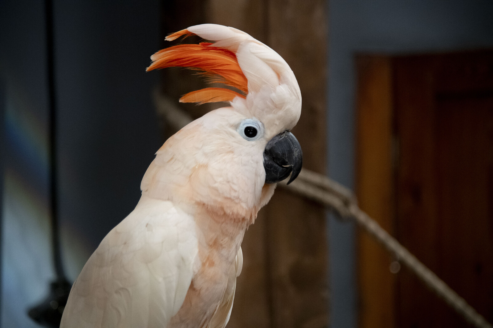 Cockatoos Display Surprising Dance Moves