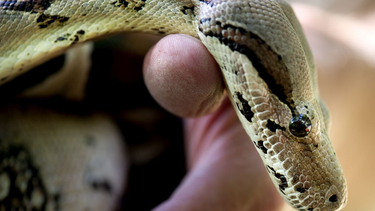 Boa constrictor found in box